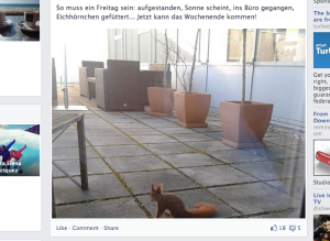 Screen shot of my friend Janina's Facebook post: cute and shy European squirrel